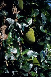 Agriculture;-Arbre;-Archipel-des-Comores;-Feuillage;-France;-Fruit;-Jacquier;-Jaque;-Kaleidos;-Kaleidos-images;-La-parole-à-limage;-Laurent-Abad;-Mayotte;-Océan-Indien;-Stories-Pictures